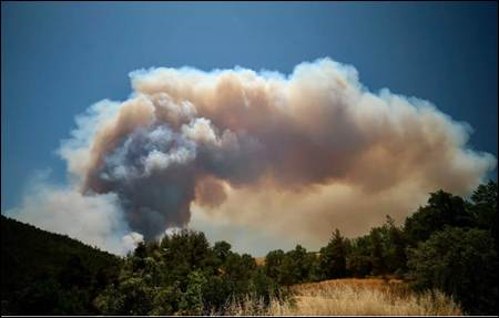 NERO Fire Brief: Sakarya, Taraklı Wildfire – Türkiye, June 2025